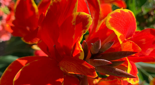 Wassersparen beim Giessen