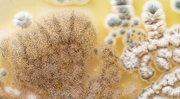 Schimmel? Nicht bei Ihnen!