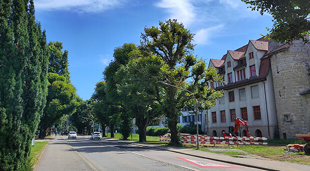Die Linde kann erhalten werden